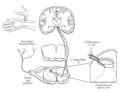 Cprs