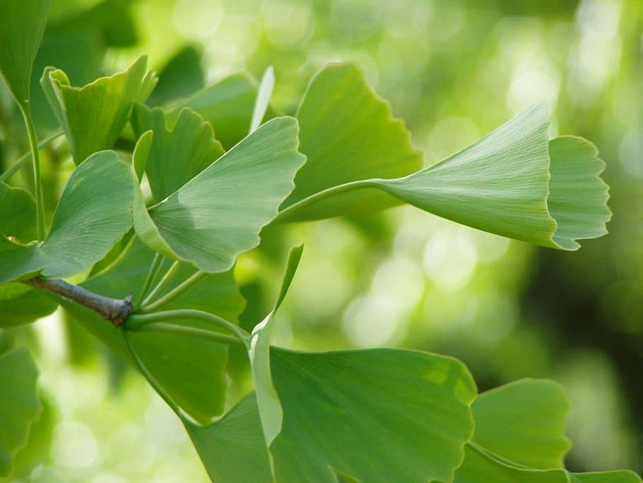 Ginko green leaves plant