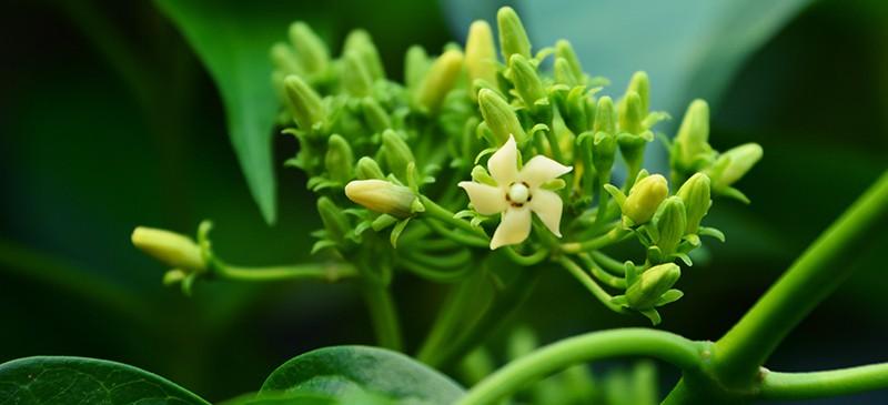 Comment utiliser Gymnema Sylvestre pour le diabète?