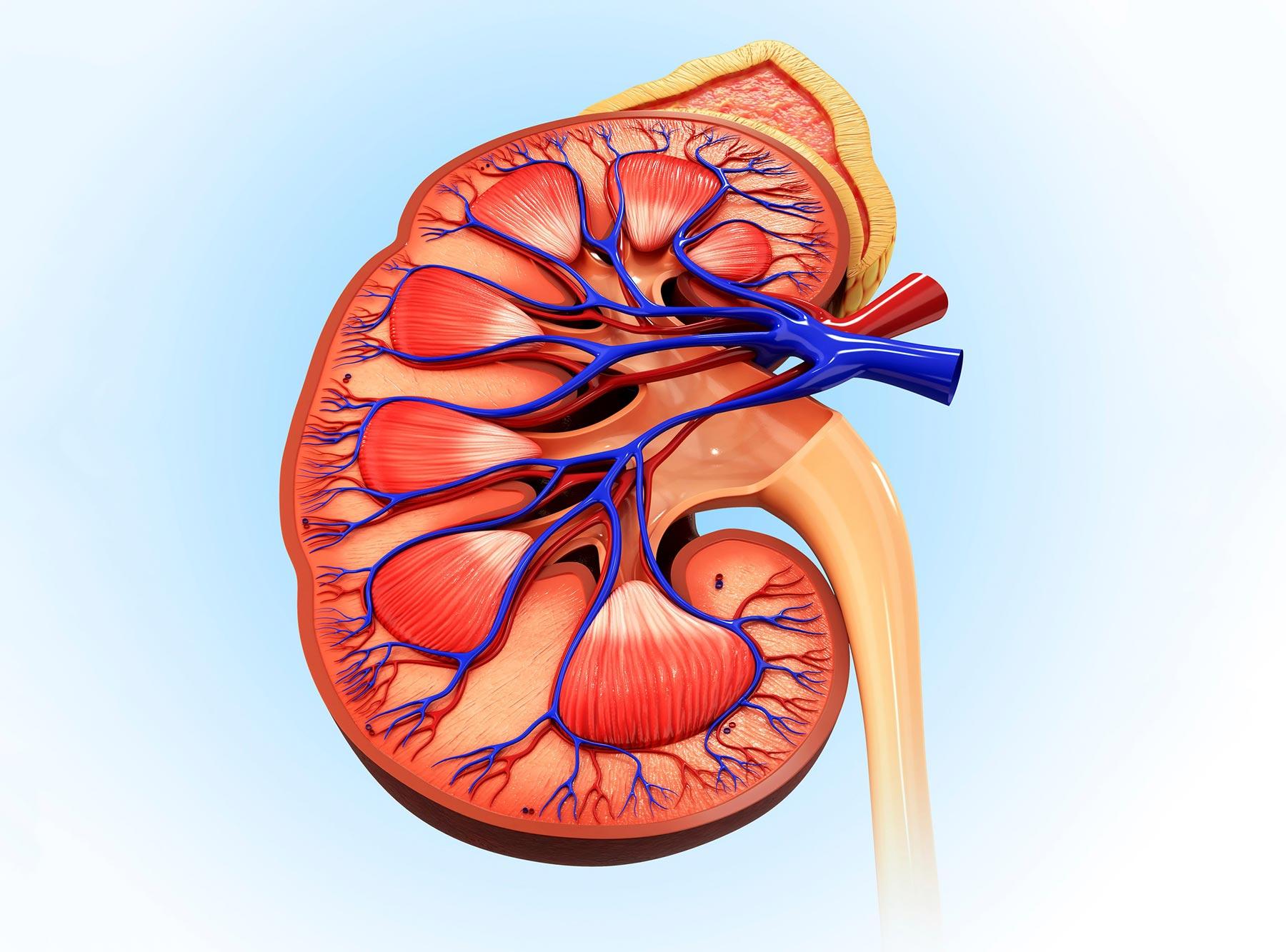 Human kidney