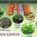 Kidney and herb 1