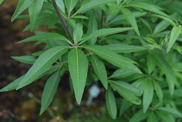 Vitex agnus pour réduire la prolactine chez la femme